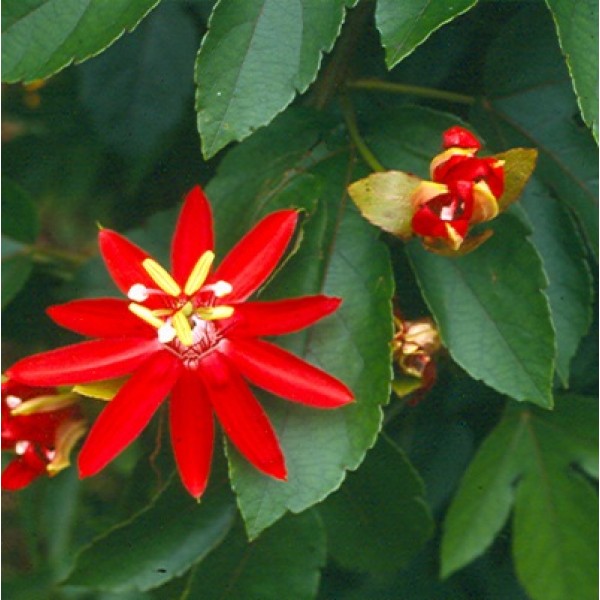 Passiflora Sherry Plant - Passion Flower, Krishnakamal, Passiflora Red